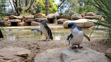 Featherdale Sydney Wildlife Park Things to do in Sydney