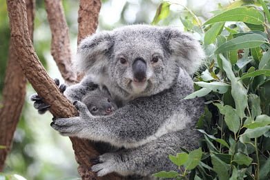 Lone Pine Koala Sanctuary  things to do in brisbane australia