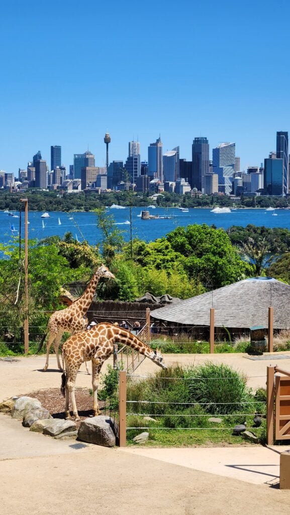 Taronga Zoo Sydney Things to do in Sydney